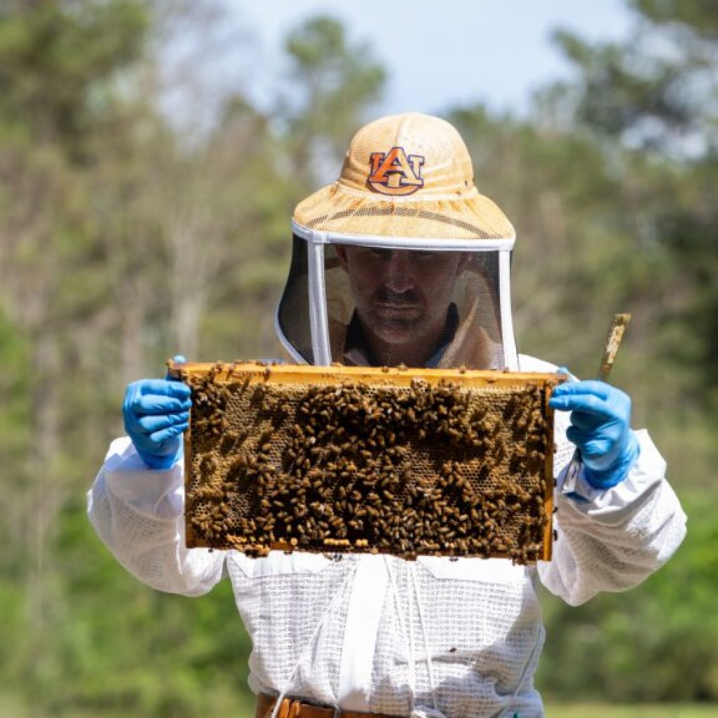 Love Alabama’s fresh fruit + flowers? Thank these pollinators Love Alabama’s fresh fruit + flowers? Thank these pollinators