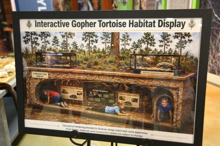 Alabama Nature Center to get new interactive gopher tortoise exhibit Alabama Nature Center to get new interactive gopher tortoise exhibit