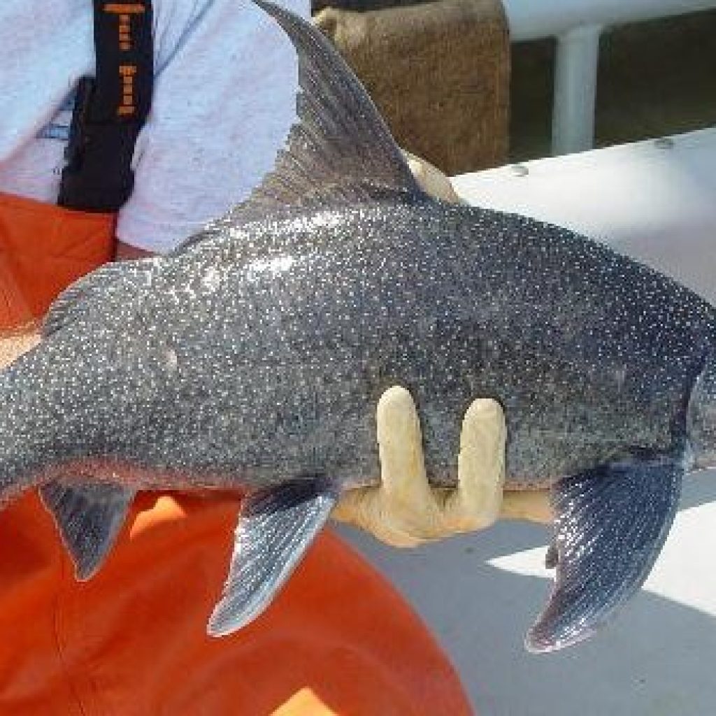 Why is World Fish Migration Day, May 23rd, important for Alabama? Why is World Fish Migration Day, May 23rd, important for Alabama?