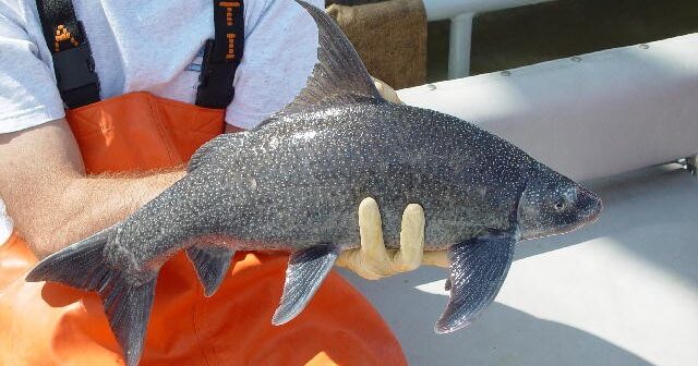Why is World Fish Migration Day, May 23rd, important for Alabama? Why is World Fish Migration Day, May 23rd, important for Alabama?