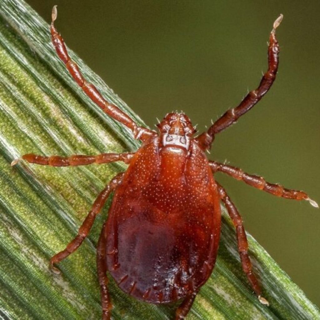 Asian tick species found in Alabama for the first time Asian tick species found in Alabama for the first time