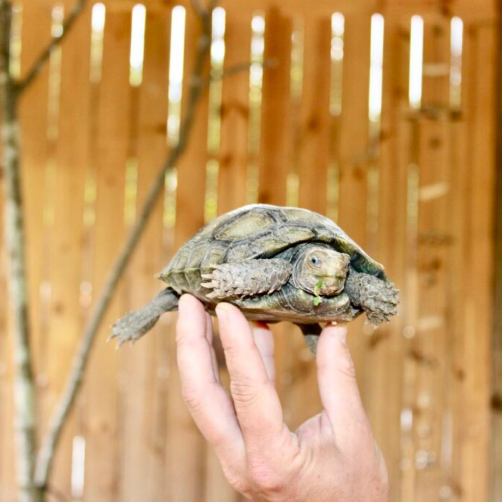 Hidden turtle sanctuary in Tuscaloosa—what you need to know Hidden turtle sanctuary in Tuscaloosa—what you need to know