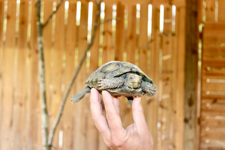 Hidden turtle sanctuary in Tuscaloosa—what you need to know Hidden turtle sanctuary in Tuscaloosa—what you need to know