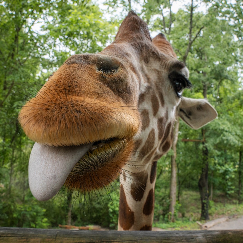 Birmingham Zoo named #1 attraction in the city—here’s what’s new Birmingham Zoo named #1 attraction in the city—here’s what’s new