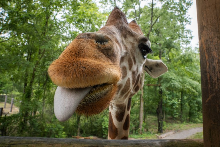 Birmingham Zoo named #1 attraction in the city—here’s what’s new Birmingham Zoo named #1 attraction in the city—here’s what’s new