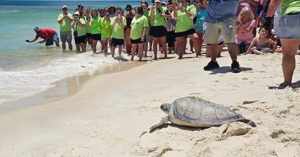 World Sea Turtle Day: How Alabama celebrates + how you can help