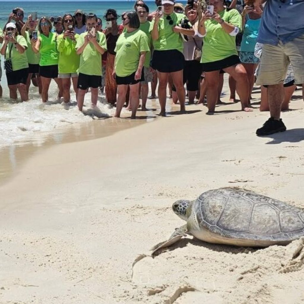 World Sea Turtle Day: How Alabama celebrates + how you can help World Sea Turtle Day: How Alabama celebrates + how you can help