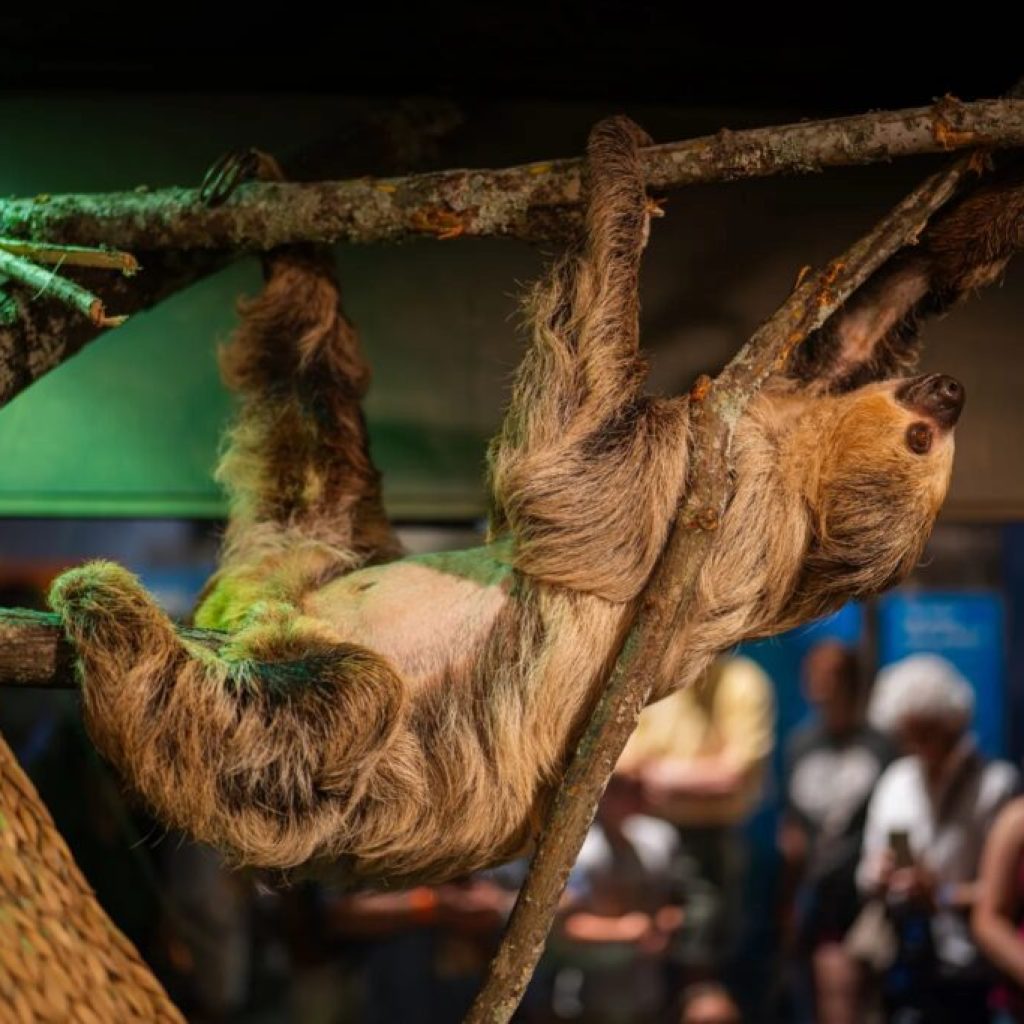 Meet a sloth, pet a python + more at this amazing new animal exhibit Meet a sloth, pet a python + more at this amazing new animal exhibit
