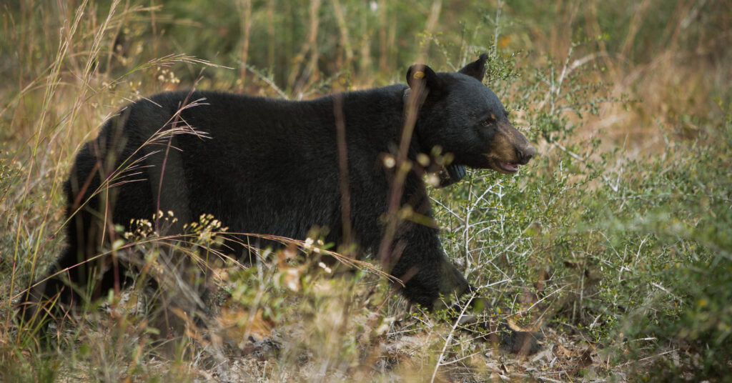 Seen A Black Bear Roaming In Alabama This Summer? Wildlife Experts Say It’S Completely Normal Seen A Black Bear Roaming In Alabama This Summer? Wildlife Experts Say It’S Completely Normal