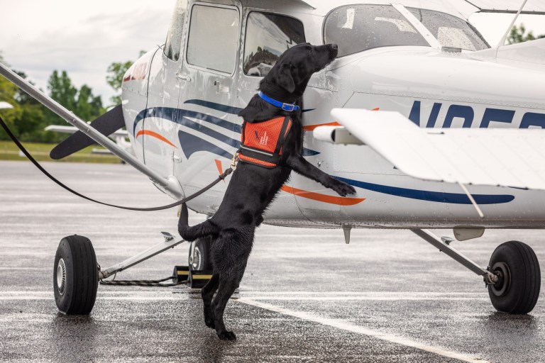 How “Auburn University Dogs” use their noses to keep people safe around the world How “Auburn University Dogs” use their noses to keep people safe around the world