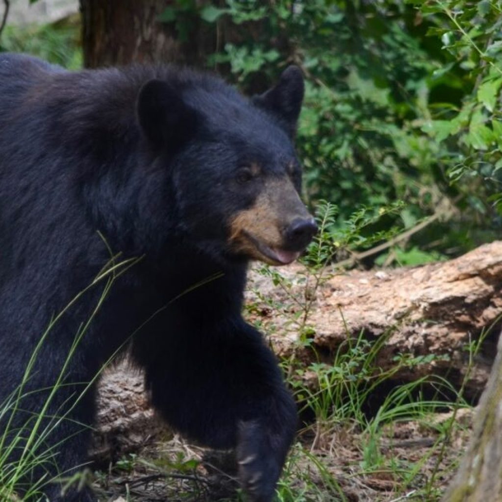 Central Alabama Bear Sighting Is This Summer’s Social Media Sensation Central Alabama Bear Sighting Is This Summer’s Social Media Sensation
