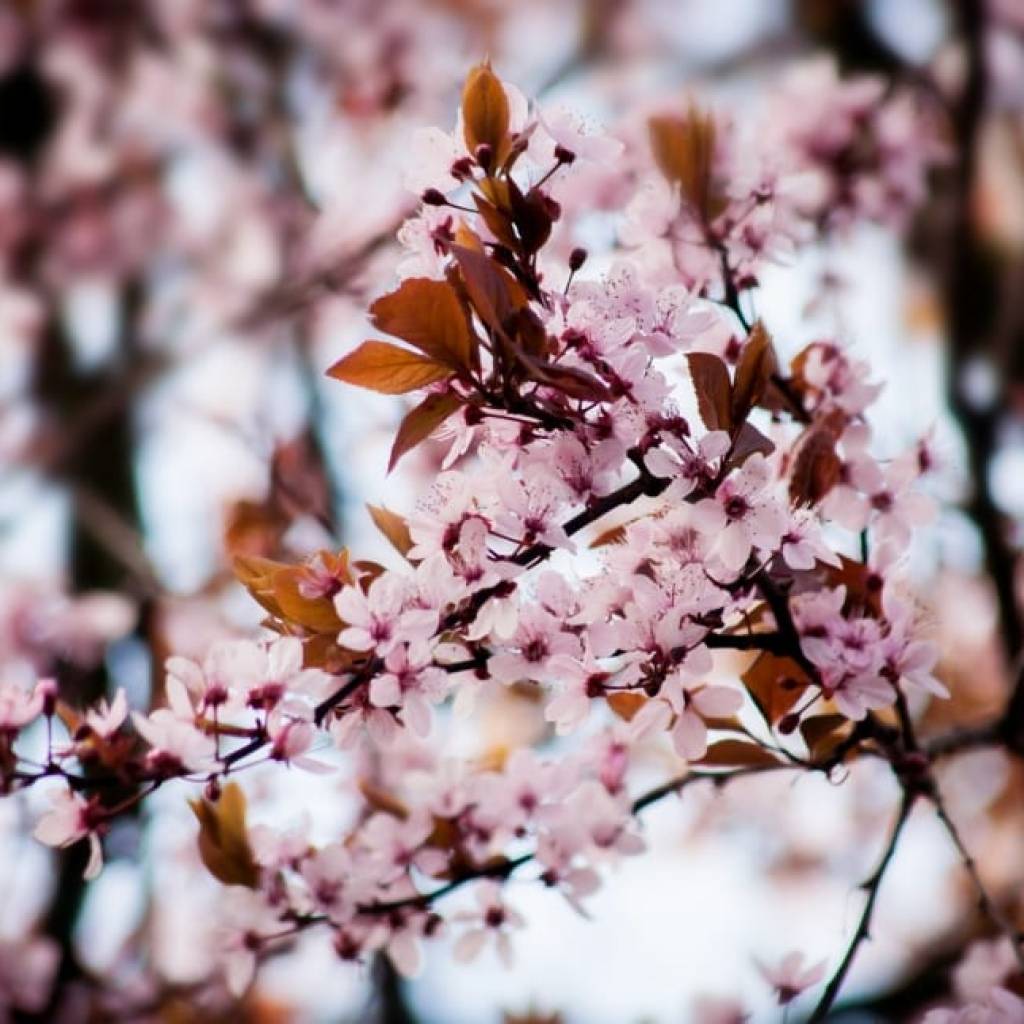 5 flowering trees to be on the lookout for this spring 5 flowering trees to be on the lookout for this spring