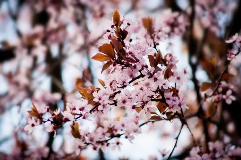 5 flowering trees to be on the lookout for this spring 5 flowering trees to be on the lookout for this spring