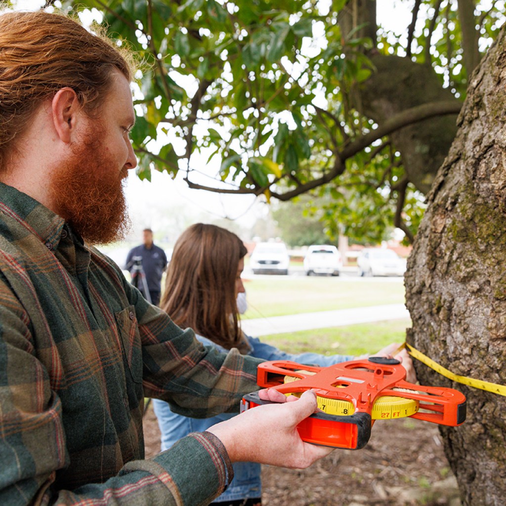 NEW: The University of Alabama recognized as home to state champion Southern Magnolia tree NEW: The University of Alabama recognized as home to state champion Southern Magnolia tree