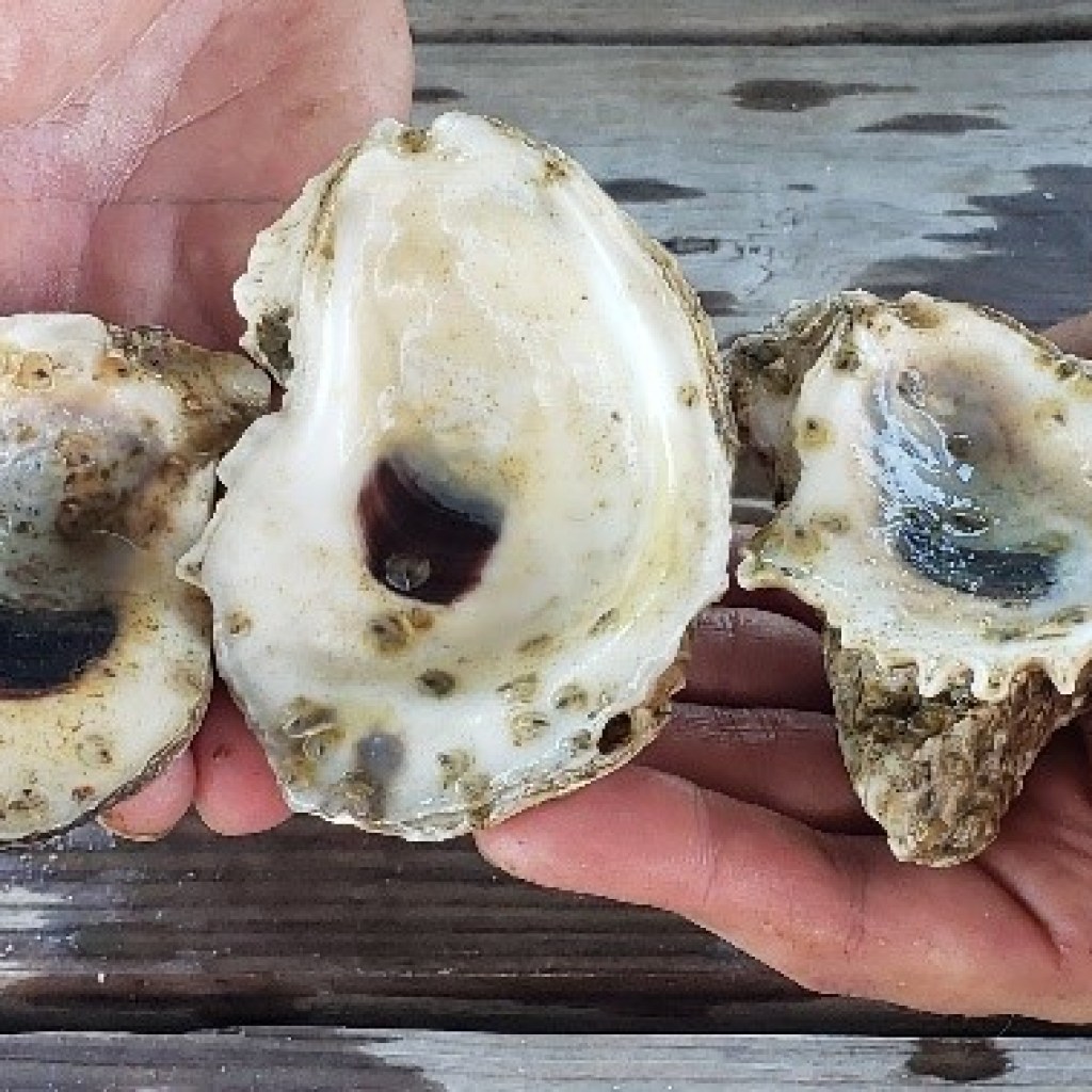 Love Gulf oysters? Auburn students are raising them from hatchery to harvest Love Gulf oysters? Auburn students are raising them from hatchery to harvest