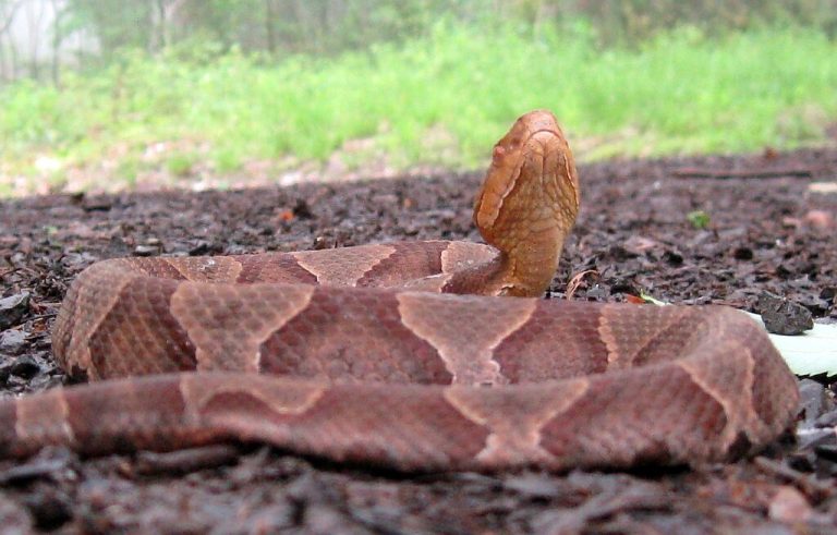Here’s what to know about snakes in Alabama Here’s what to know about snakes in Alabama