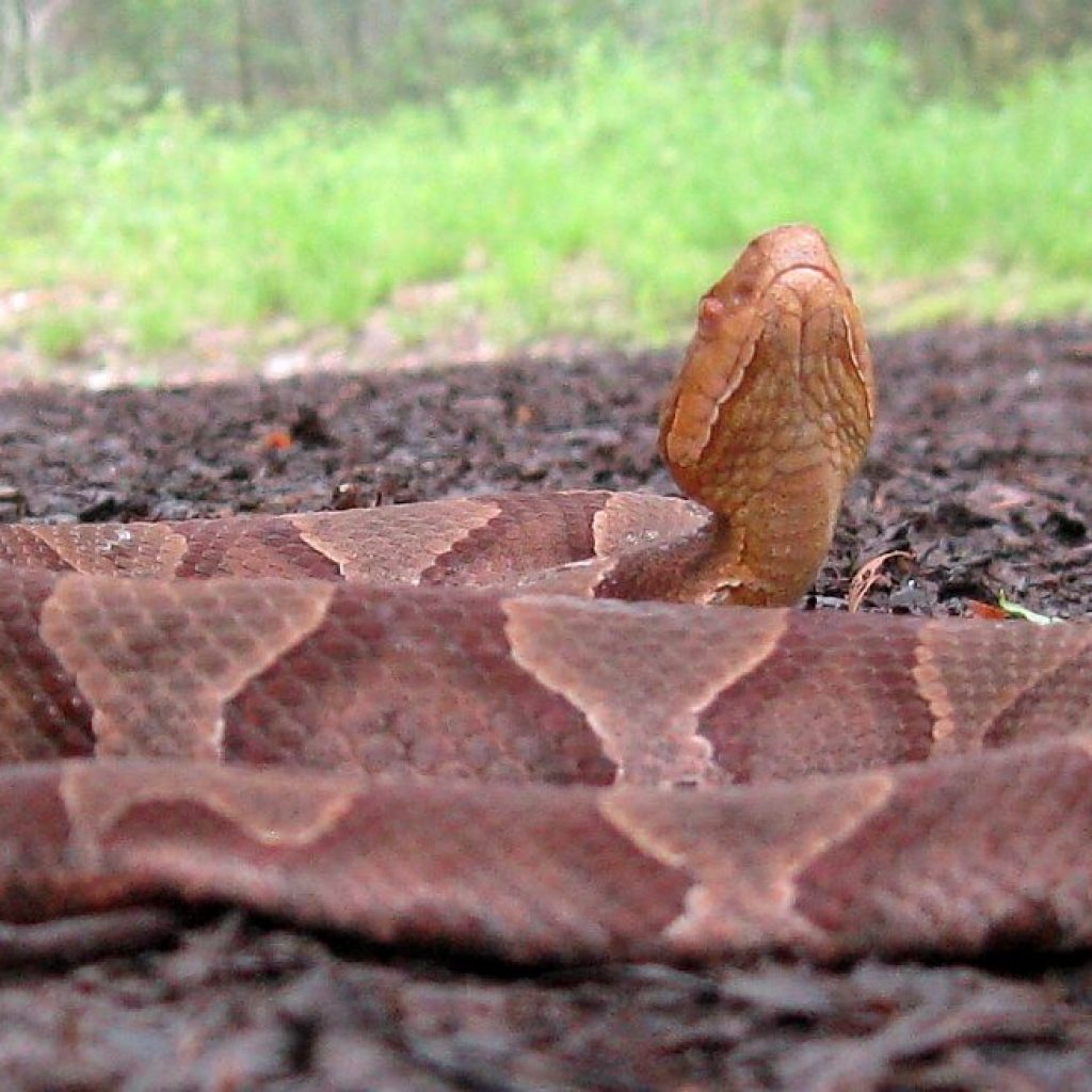 Here’s what to know about snakes in Alabama Here’s what to know about snakes in Alabama