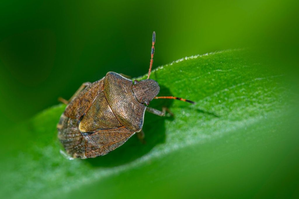 Stink bugs are now entering Alabama homes—here’s what you can do about it Stink bugs are now entering Alabama homes—here’s what you can do about it