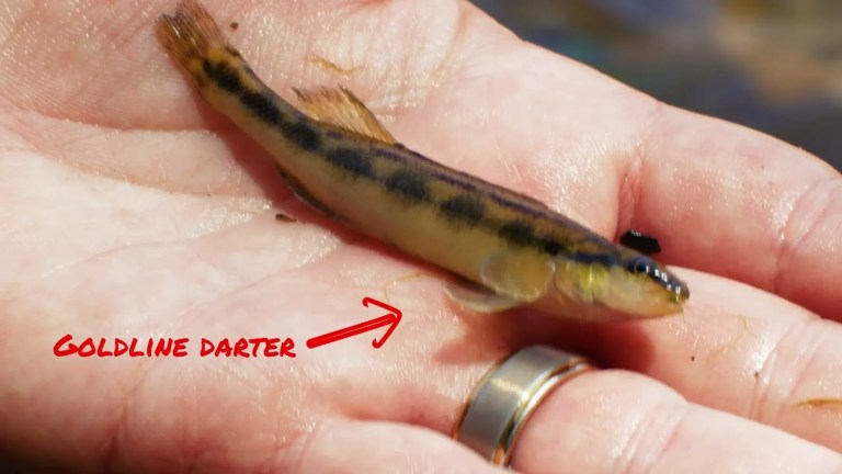 Why This Unique Alabama Fish Is Called The “Salmon Of The South” Why This Unique Alabama Fish Is Called The “Salmon Of The South”