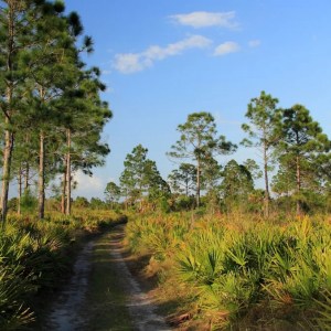 Rare Florida Panther Family Sighting Delights Conservation Efforts Rare Florida Panther Family Sighting Delights Conservation Efforts