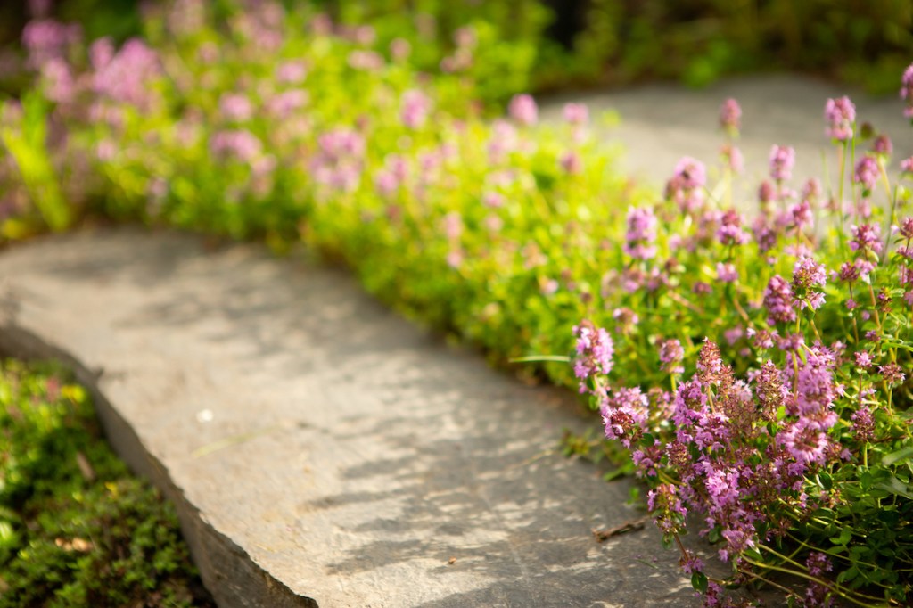 An Eco-Friendly Alternative to Turfgrass An Eco-Friendly Alternative to Turfgrass