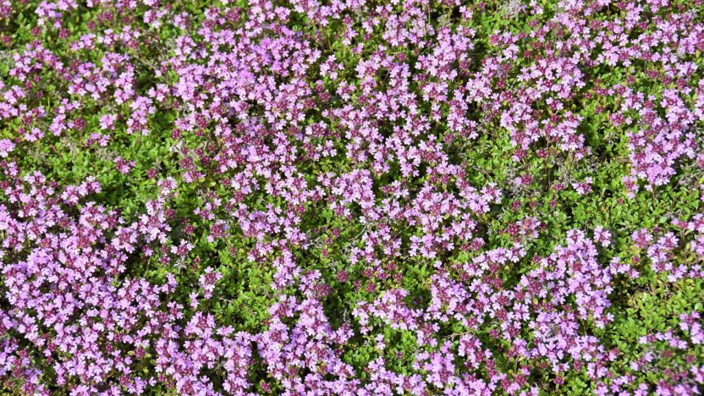 7 benefits of a red creeping thyme lawn 7 benefits of a red creeping thyme lawn