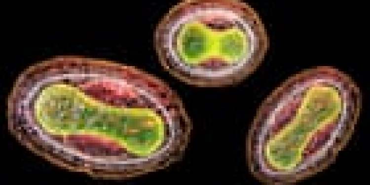 AI pokalbių robotai gali padėti planuoti biologinio ginklo atakas, pranešama AI pokalbių robotai gali padėti planuoti biologinio ginklo atakas, pranešama