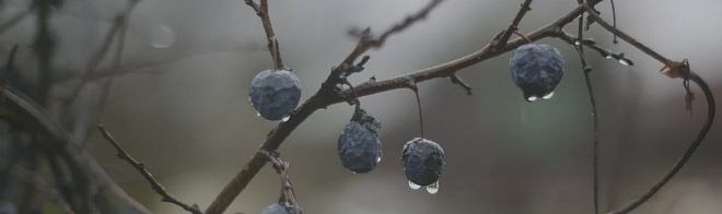 Керама Марацци Тракай OS/A120/9016 8 Глянцевый 8,5х28,5 Керама Марацци Тракай OS/A120/9016 8 Глянцевый 8,5х28,5