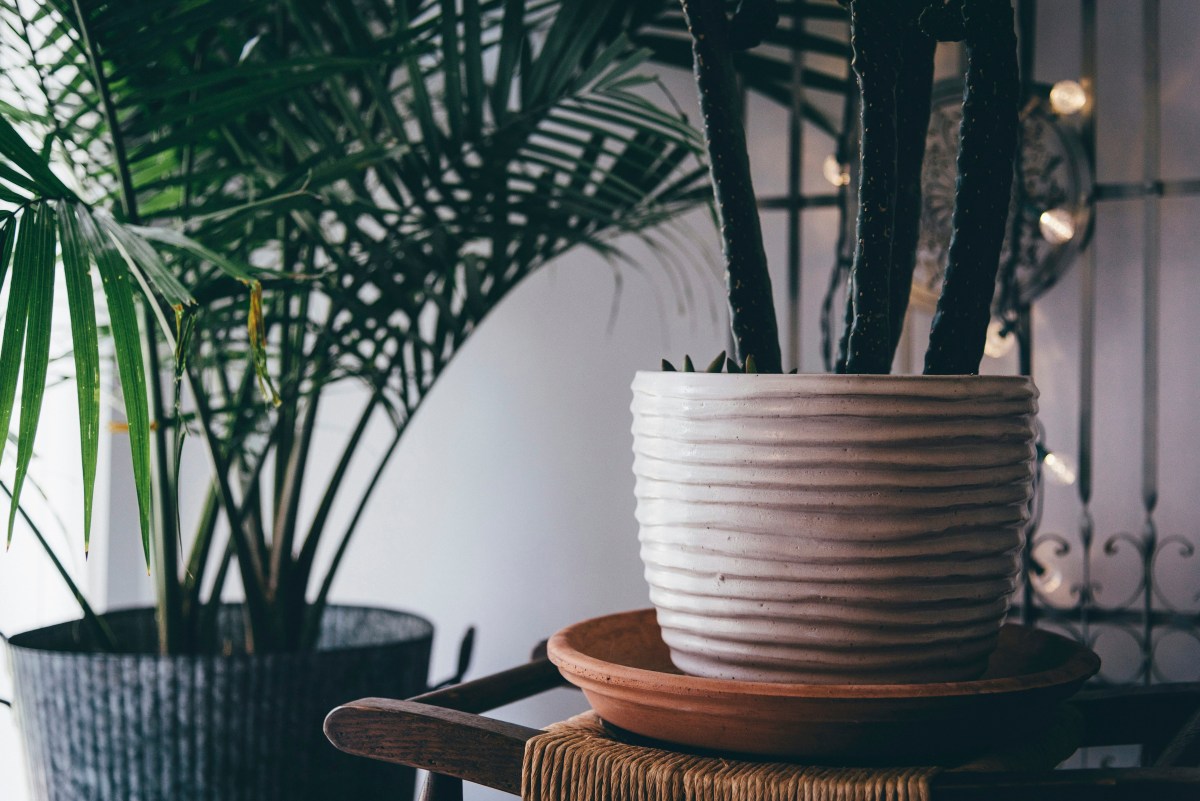 Indoor Plants to Brighten Your Home and Purify the Air Indoor Plants to Brighten Your Home and Purify the Air