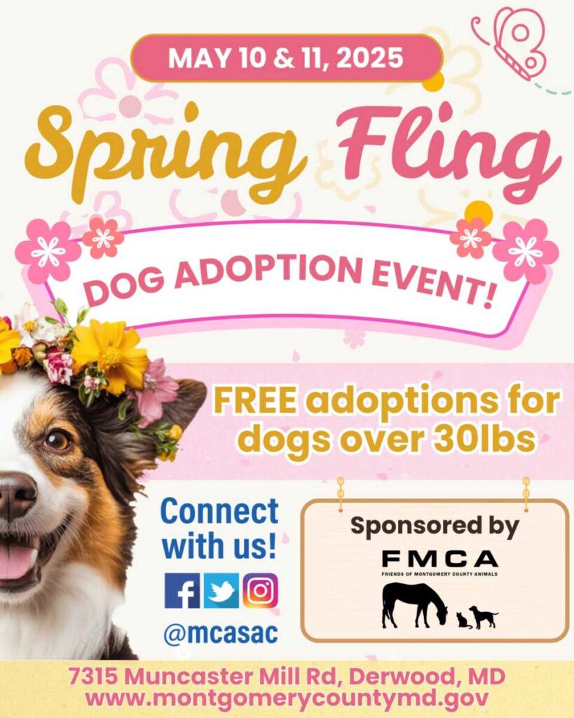 El condado de Montgomery organiza un evento gratuito de adopción de perros mientras el refugio enfrenta un exceso de capacidad El condado de Montgomery organiza un evento gratuito de adopción de perros mientras el refugio enfrenta un exceso de capacidad