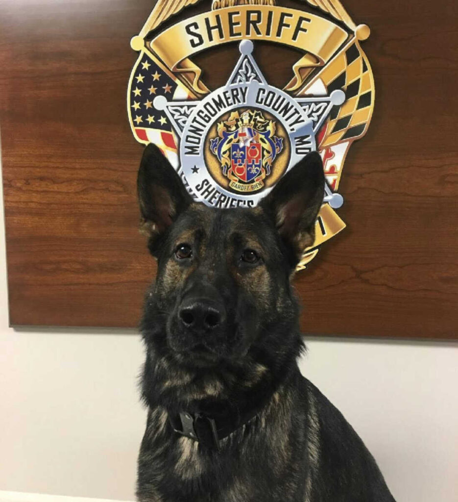 La Oficina del Sheriff recuerda al K9 Odie La Oficina del Sheriff recuerda al K9 Odie