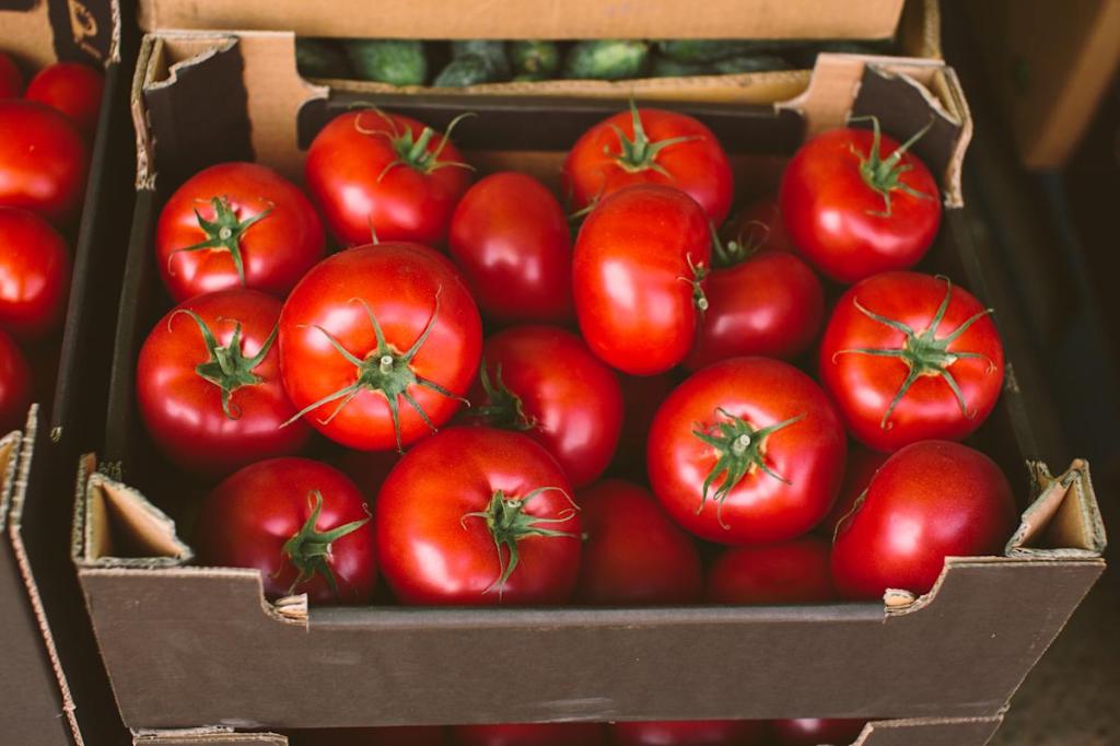 Tomatoes are being recalled in 14 states over possible salmonella contamination. Here’s how to check if your recent produce purchase may be impacted. Tomatoes are being recalled in 14 states over possible salmonella contamination. Here’s how to check if your recent produce purchase may be impacted.