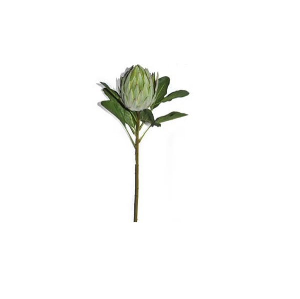 Protea Queen 71cm Green