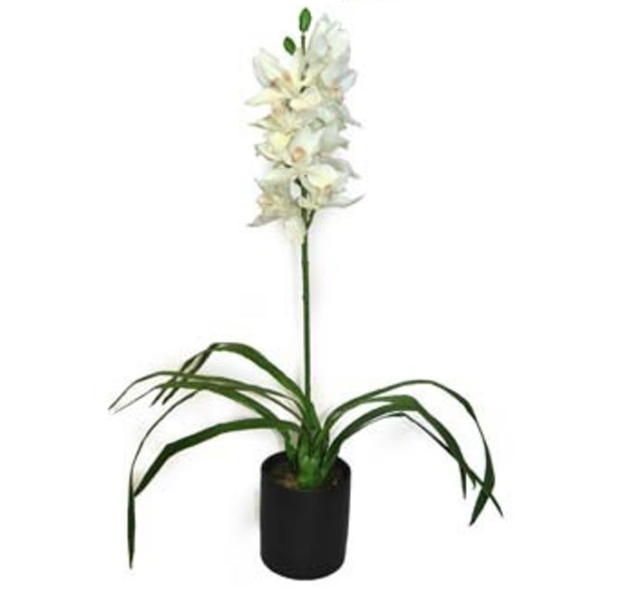 Cymbidium 38”/96cm in Pot Cream