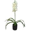 Cymbidium 38”/96cm in Pot Cream Cymbidium 38”/96cm in Pot Cream