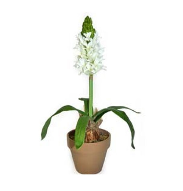Hyacinth 17” in Pot Cream