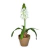 Hyacinth 17” in Pot Cream Hyacinth 17” in Pot Cream