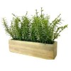 Rosemary/Myrtle 11” Wooden Box Rosemary/Myrtle 11” Wooden Box