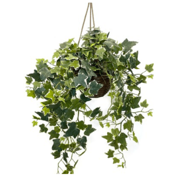 Toolhome Blossoms – Varigated Ivy in Hanging Basket (104cm)