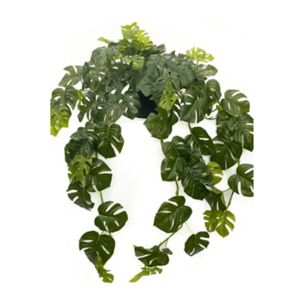 Toolhome Blossoms – Split Philodendron Hanging Bush in Pot (79cm)