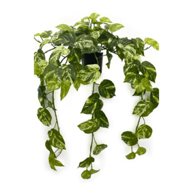 Toolhome Blossoms – Pothos Marble Hanging Plant in Pot – 79cm