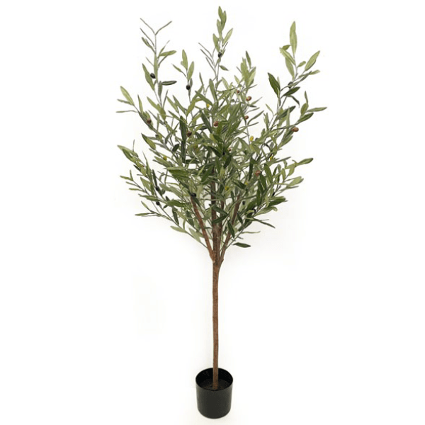 Toolhome Blossoms – Olive Tree in Pot (150cm)