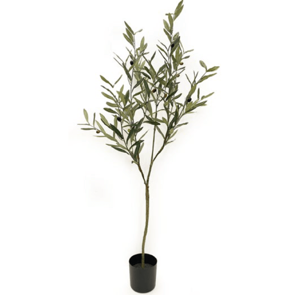 Toolhome Blossoms – Olive Tree in Pot (120cm)