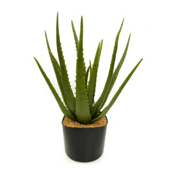 Toolhome Blossoms – Aloe Plant in Pot (42cm)