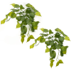 Toolhome Blossoms – Hanging Philodendron Bush(Pack of 2) – 48cm Toolhome Blossoms – Hanging Philodendron Bush(Pack of 2) – 48cm