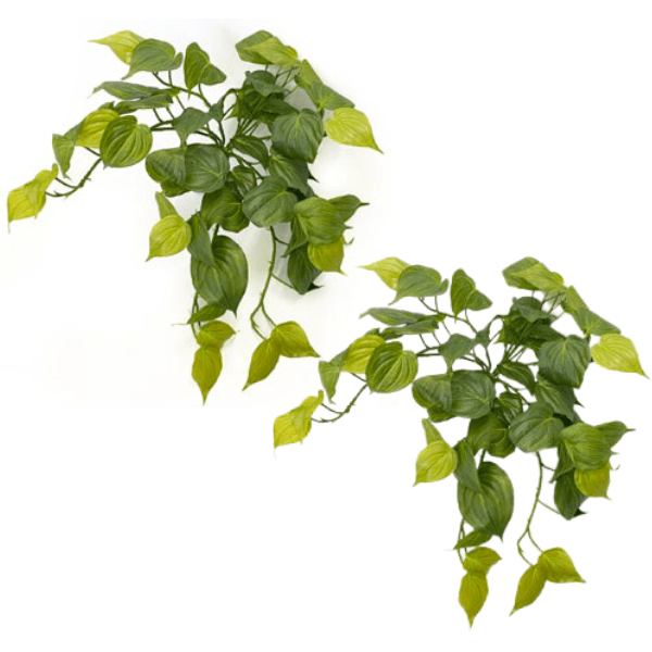 Toolhome Blossoms – Hanging Philodendron Bush(Pack of 2) – 48cm