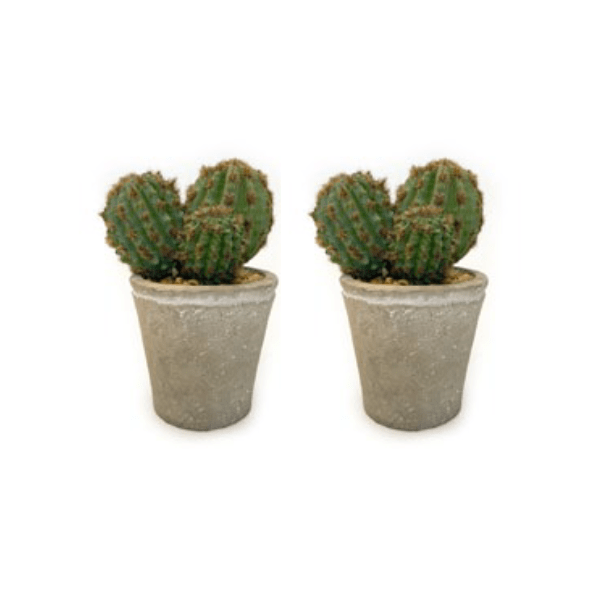 Toolhome Blossoms – Cactus in Pot – Pack of 2 – 14cm