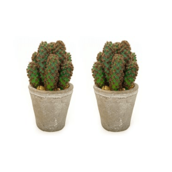 Toolhome Blossoms – Cactus in Pots (Pack of 2) – 19cm