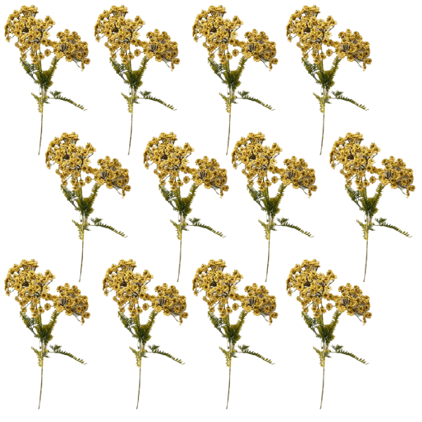 Toolhome Blossoms – Dill Sprays – Mustard (Pack of 12 Stems) – 63.5cm