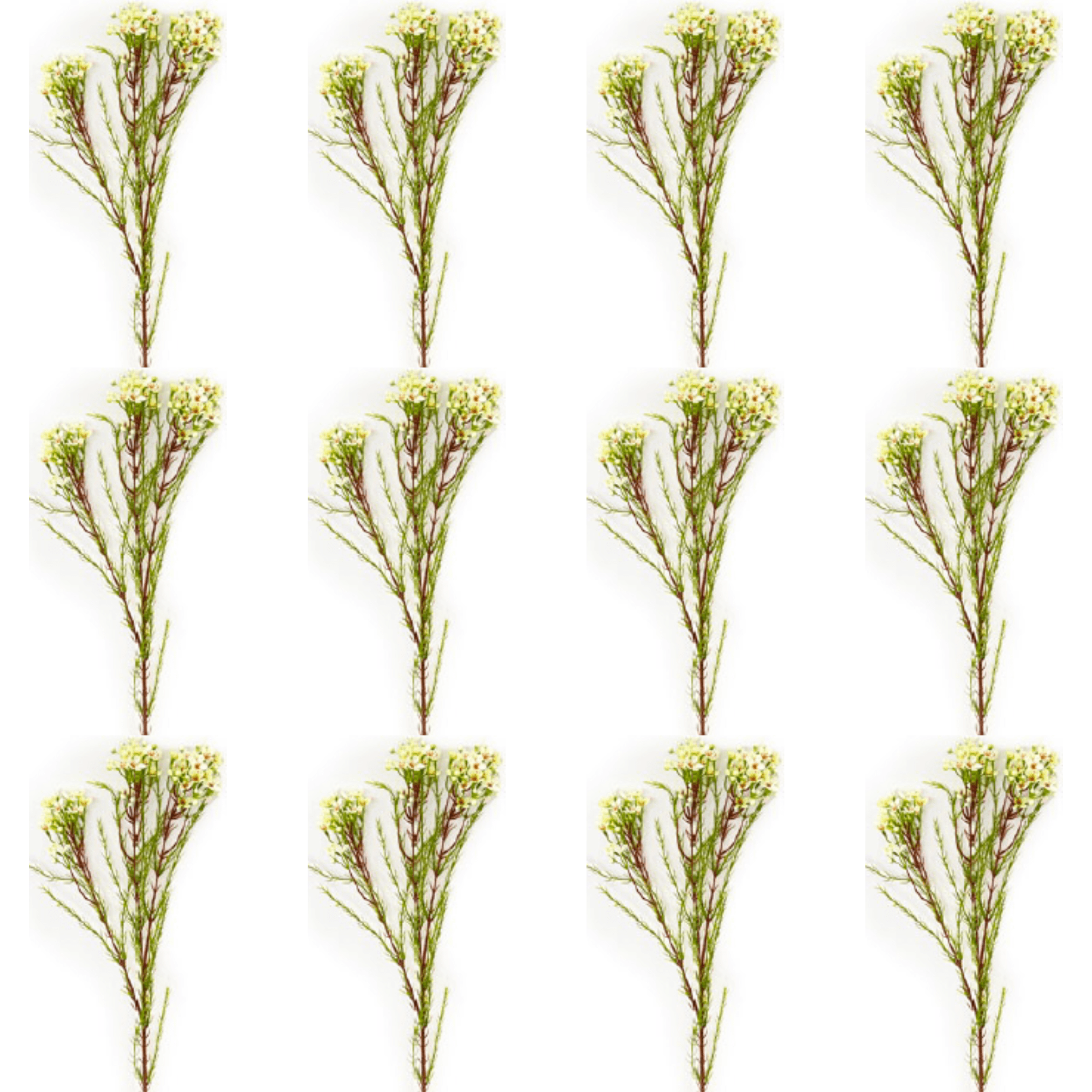 Toolhome Blossoms – Wax Flowers – Cream (Pack of 12 Stems) – 78cm